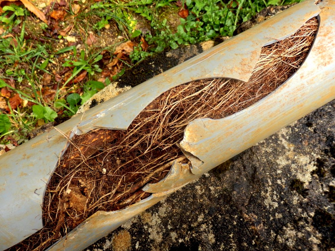 Root Cutting in Drains: A Professional Approach